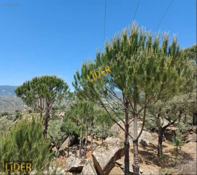 LİDER GYO MUĞLA MİLAS KETENDERE Köyü Satılık Zeytinlik 6.730 m2