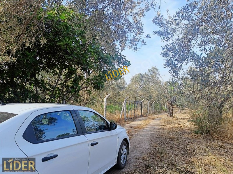 LİDER GYO HAVRAN TEKKE MAH 4,541 M2 HARİKA KİTAP GİBİ ZEYTİNLİK